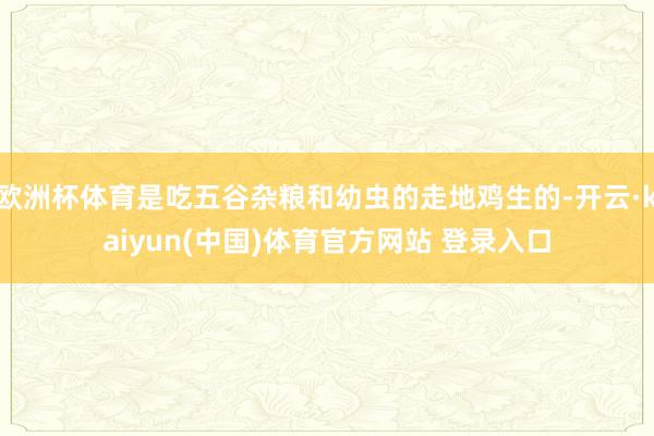欧洲杯体育是吃五谷杂粮和幼虫的走地鸡生的-开云·kaiyun(中国)体育官方网站 登录入口